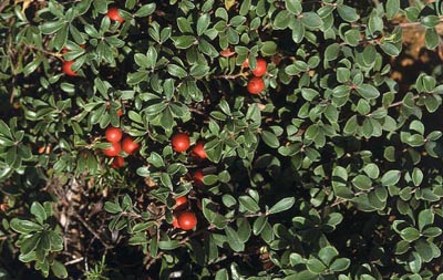 Kinnikinnick Uva Ursi Arctostaphylos uva-ursi